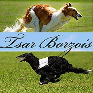 Tsar Borzois