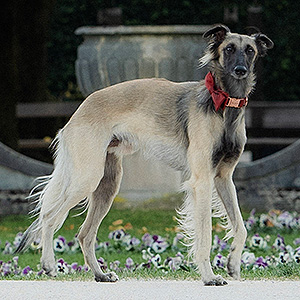 Ganador con buen corazón