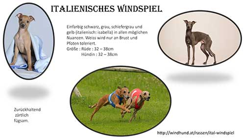 italienisches windspiel